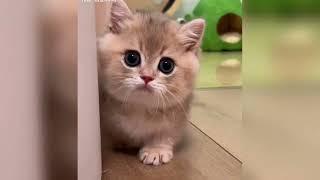 Looking at these cute faces, you'll want a cat too!️#shortvideo #cute