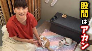 I repelled a kitten that had crawled into my crotch