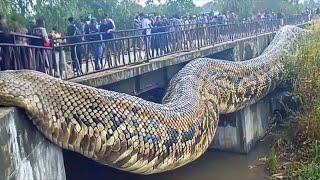 85 Animales Increíblemente Gigantes Captados por las Cámaras