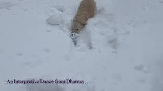 Dharma’s Fresh Powder Dance #shorts