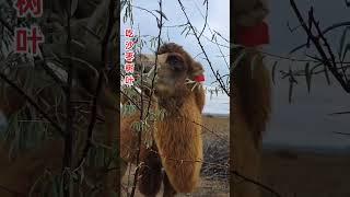 Feeding Camels In The Desert - A Tranquil Experience  |#camel #desertanimal #Wildlife