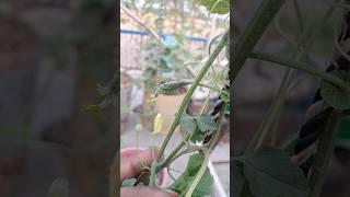 Bittergourd  in pot #bittergourd #terracegarden #gardening #dailyvlog #update