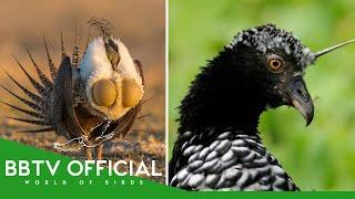 30 Strange Birds You Won't Believe Exist! | Wildlife Documentary | BBTV Official