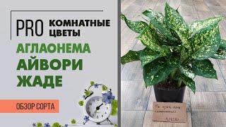 Аглаонема Айвори Жаде | Как отличить аглаонему от диффенбахии