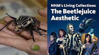 Meet the World's Juiciest and Biggest Beetles with NHM's Lisa Gonzalez #beetle #beetlejuice