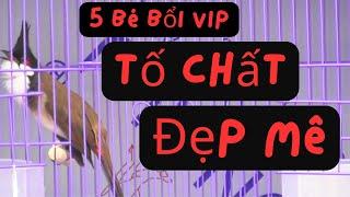 [16/11] 5 Bé Chim Chào Mào Bổi Vip Tuyển Chọn Bẫy Đấu Gốc Lạng Sơn. Chào Mào Hót Đấu