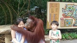 방콕 사파리월드 오랑우탄ㅠ Bangkok sa Safari World Orangutan