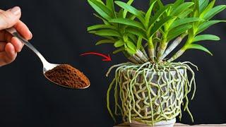 Just 1 spoon! Even weak orchids still bloom and produce 1001 roots all year round