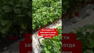 Наш урожай клубники #клубника #огород #урожай #сад #дача   #высокиегрядки