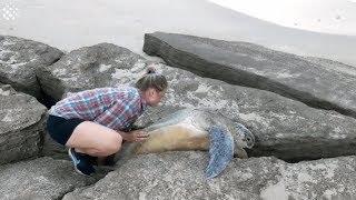 Huge Green Sea Turtle Trapped Between Rocks Rescued