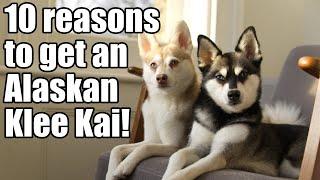 Alaskan Klee Kai: 10 reasons why you need a Mini Husky!