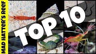 Top 10 Clean Up Crew for Your Reef Tank