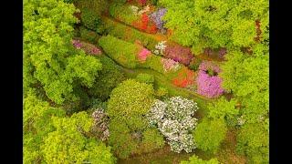 Blooming ISABELLA PLANTATION in Richmond Park (The Royal Parks)