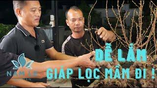 Lọc mầm định hướng cho một cốt si | NamLe Bonsai