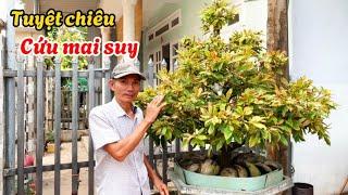 Tuyệt chiêu cứu mai suy bị vàng lá gân xanh nhanh hồi phục-@anhbayxunau