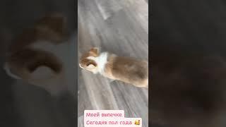 Какие они были малыши  #корги уже 6 месяцев #щенки #dogbreed #corgi #собака #puppy