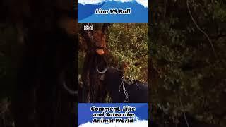 Lion VS  Bull ,#animalworld, #shorts, #yearofyou