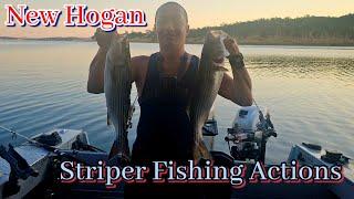 New Hogan Striper Anchored Night  Actions #stripedbass#fishing