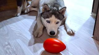 Dogs are Testing a New Toy And They Don't Like It