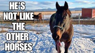 Handling a SCARED horse ~ see the EXACT moment he relaxes!