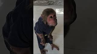 Super funny! Monkey Kuku learned the art of painting #kuku  #monkey #shorts