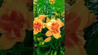 Hemerocallis " orange blossom special "
