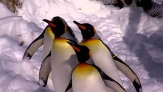 King Penguins Love the Cold and Snow - Cincinnati Zoo