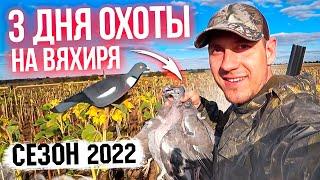 Три дня ОХОТЫ НА ВЯХИРЯ. Сезон 2022.#охотанавяхиря#охотанавитютня#охотанадикогоголубя