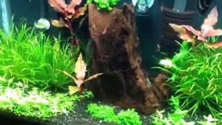 Planted Tank Tips#4: BALANCE!