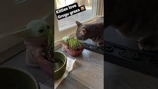 "Kitty Got Hangry with Grogu Grass? Cuteness Alert!"