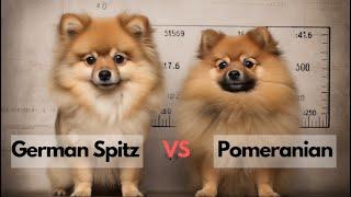 German Spitz vs Pomeranian : Which Breed is Right for You ?