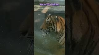 Tiger |shorts|nature|animals|wildanimals|youtubeshortsvideos|naturewithrejinath