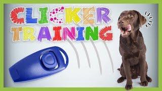 Clickertraining – Grundlagen für Anfänger | HUNDETRAINING