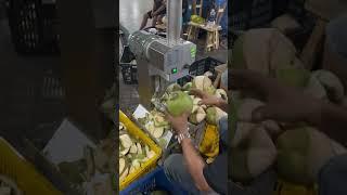 MNS-XP8 Coconut Peeler Machine (www.menasenmachinery.com)