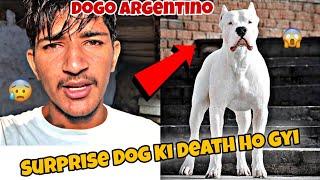 New Surprise  Dogo Argentino Aane Se Pahale Hi Uski Death Ho Gyi@RitikDogKennel177