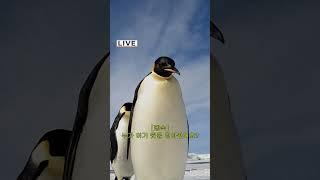 펭귄에게 TV를 보여줬더니 #펭귄 #드루와 #극지연구소
