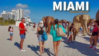 100 ELEPHANTS Take Over Miami Beach! Miami Winter Walk