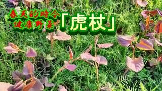 採野菜：虎杖、痛取（ドイタドリ），虎杖的營養成分主要是：草酸、 大黃素。主要功效：改善血液循環 ，促進細胞再生， 改善便秘和消除消化不良等。