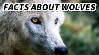 Grey Wolf Facts: also GRAY WOLF facts  Animal Fact Files