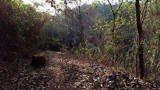 Relaxing Summer Forest Walk in Konkan, Binaural Crunching Dry Leaves Sounds for Relaxing ASMR