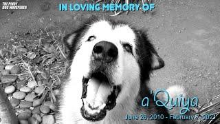 DOG DADDY Season 1 Finale - In loving memory of a'Quiya