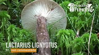 Conoscere i Funghi - Lactarius lignyotus