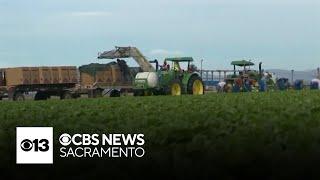 UC Davis study finds San Joaquin Valley residents breathe in concerning levels of pesticides