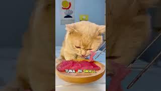 5 Human foods that can kill your cat  #shorts