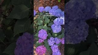 Planting a Hydrangea #flowergardening #garden #flowerbed