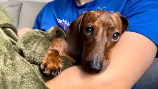 Mini dachshund picks dad up from work!