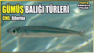 Gümüş Balığı Türleri Hakkında Bilgi | Atherina | Akdeniz Balıkları