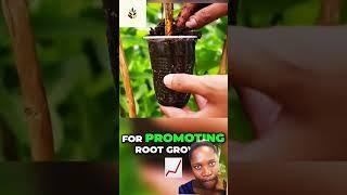 Winter slow the plant processes, Did You Know #garden #gardening #plants #gardenvisit #gardenchat