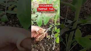 Как убрать пасынки на томатах!!! Пасынки на томатах Пасынкую томаты Пасынкование томатов в теплице