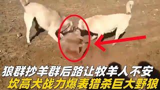 狼群抄了羊群后路让牧民不安，坎高犬战斗力爆表猎杀巨大野狼#animals #nature #牧羊犬 #坎高犬 #狼群 #狼